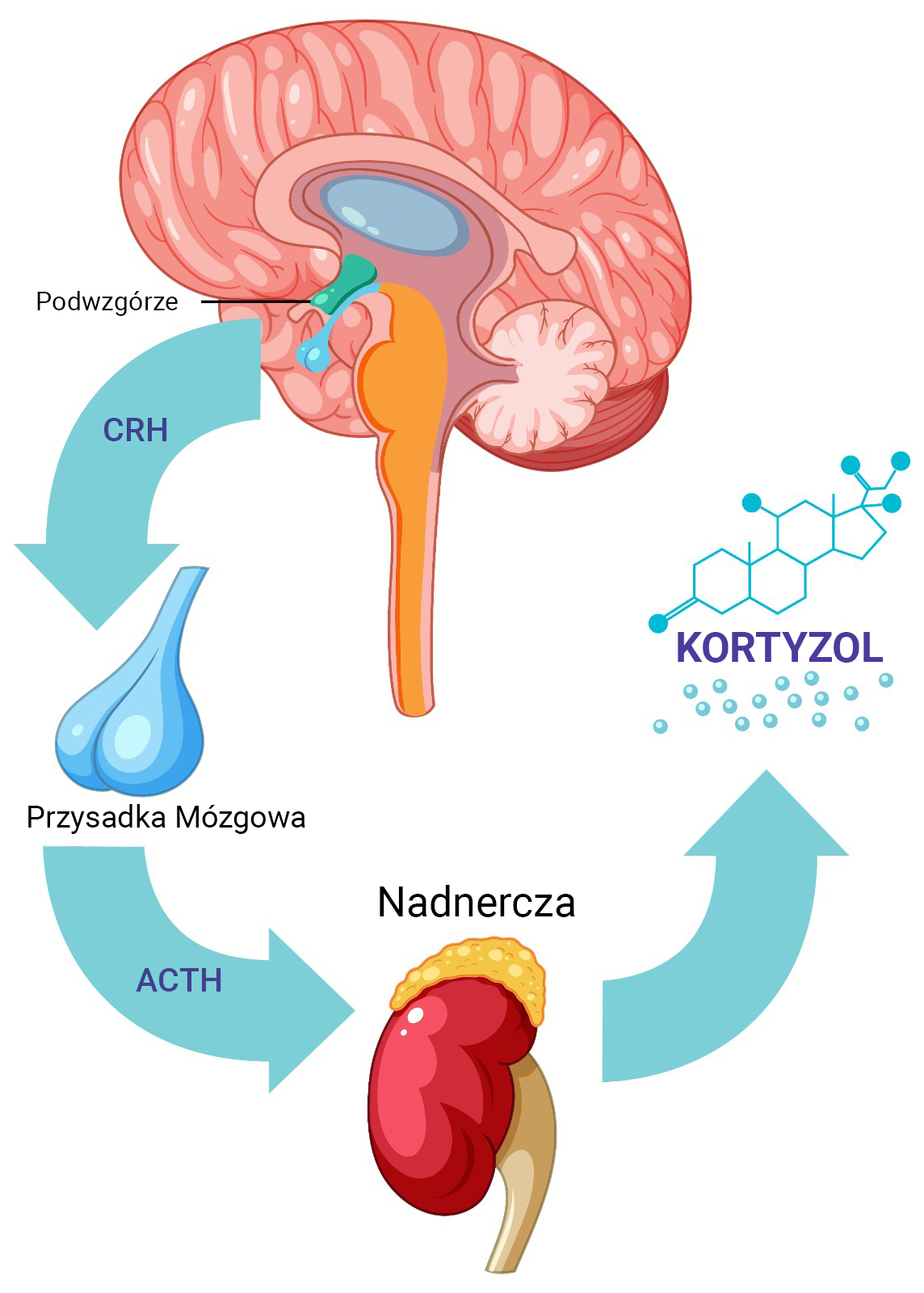 Schemat produkcji kortyzolu – podwzgórze, przysadka mózgowa, nadnercza